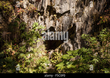 Hollowed out tree trunk Stock Photo