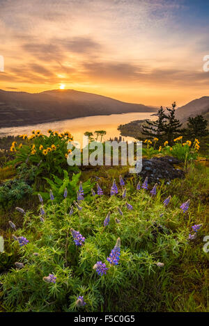 Lupine and balsamroot at Rowena Crest, Oregon, with sunrise over the Columbia River Gorge. Stock Photo