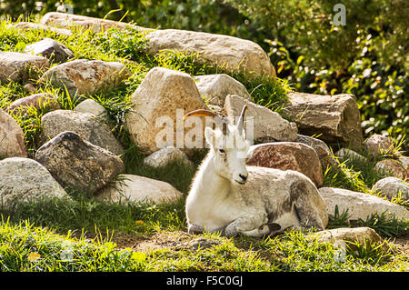 Mountain Goat relaxing on a rocky outcrop Stock Photo