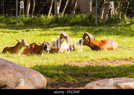 A family of stone sheep lying in the grass, enjoying the warmth of the morning sun. Stock Photo