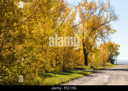 Gold and orange colored leaves crown these birch trees in the glory of fall. Stock Photo