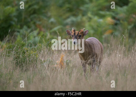 Muntjac deer Stock Photo