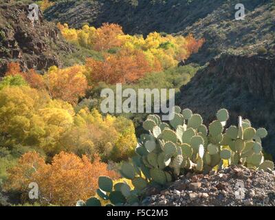 Autumn foliage along the Gila River Canyon in the Gila Box Riparian National Conservation Area near Safford, California. Stock Photo