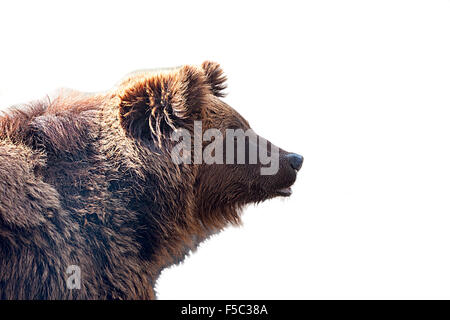 Big brown bear isolated on white background. Stock Photo
