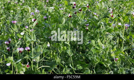 Nette Yellow field peas flowering in field. Stock Photo