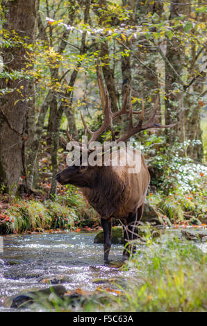 A bull elk stops in a creek to drink some fresh water Stock Photo