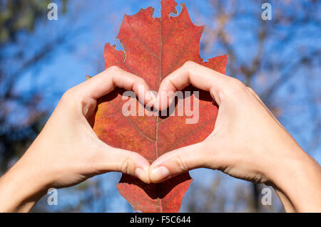 Heart shape made of girl hands over autumn leaf. Loving fall Stock Photo