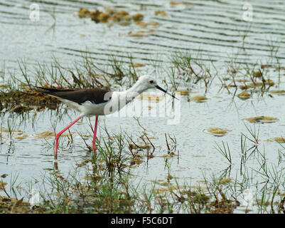 The Black-winged Stilt is a large black and white wader with long orange-red legs and a straight black bill. Stock Photo