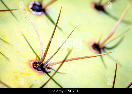 Closeup image of spikes of Prickly Pear cactus Stock Photo