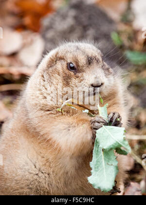 An obese Black-tailed prairie dog (Cynomys ludovicianus) feeding on vegetation.  Edmonton Valley Zoo, Edmonton, Alberta, Canada. Stock Photo