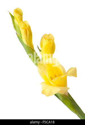 Gladiolus, Sword lily, onopened flower spike isolated on white background Stock Photo