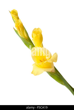 Gladiolus, Sword lily, onopened flower spike isolated on white background Stock Photo