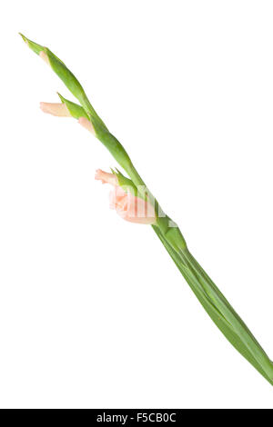 Gladiolus, Sword lily, onopened flower spike isolated on white background Stock Photo