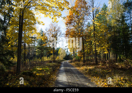 Countryside gravel road through a deciduous forest at fall Stock Photo