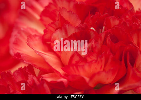 variegated red and orange carnation natural floral macro background Stock Photo