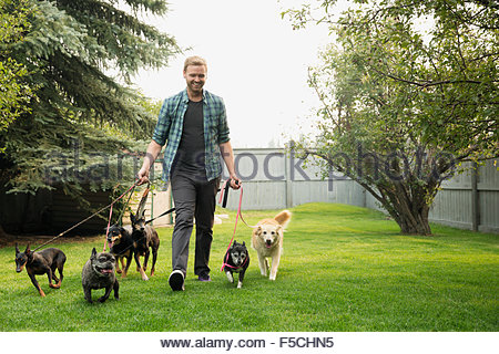 Man walking dogs on leashes in grass