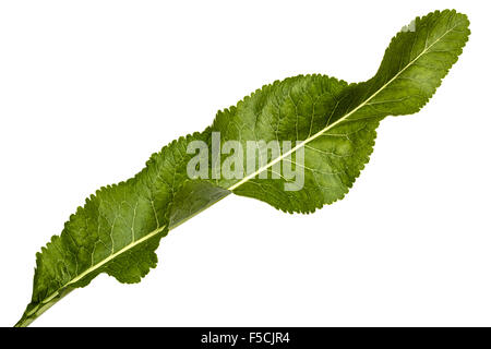 Fresh horseradish leaf (Armoracia P. Gaertn), isolated on white background Stock Photo