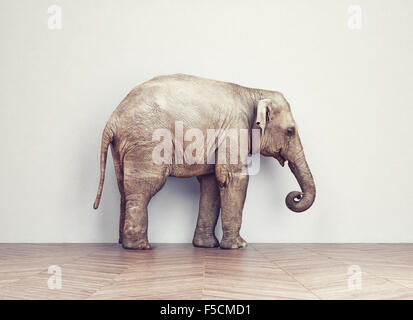 an elephant calm in the room near white wall. Creative concept Stock Photo