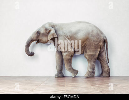 the elephant calm in the room near white wall. Creative concept Stock Photo