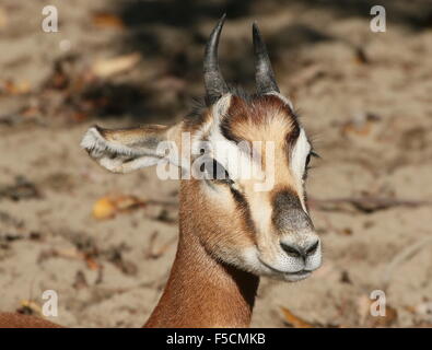 Endangered North African Mhorr Gazelle (Nanger dama), closeup of the head