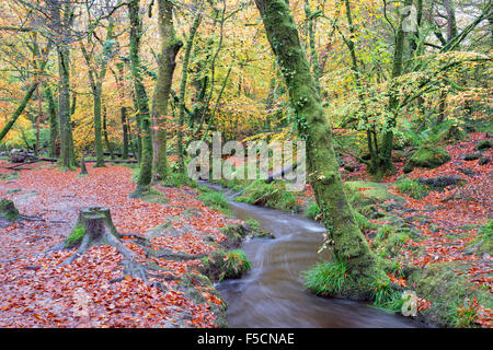A winter stream flowing through beautiful woodland at Golitha Falls in Cornwall Stock Photo