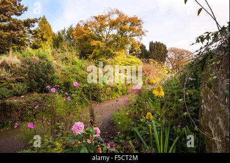 Yellow and Orange kniphofia, pink cosmea and dahlias amongst autumn leaf colours in Paradise walk at Borde Hill Garden Stock Photo