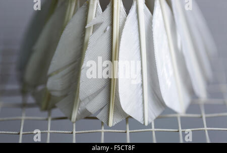 Shuttlecock on Badminton Racket close up Stock Photo