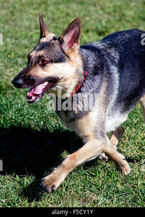 Black and tan German Shepherd dog running fast. Stock Photo