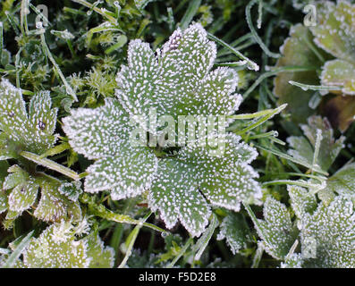 Cologne, Germany. 02nd Nov, 2015. Plant leaves are covered in frost after a cold, clear night in Cologne, Germany, 02 November 2015. Photo: HENNING KAISER/dpa/Alamy Live News Stock Photo