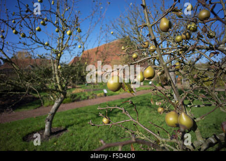 Ripe pears in an orchard at Cressing Temple in Essex in late Autumn Stock Photo