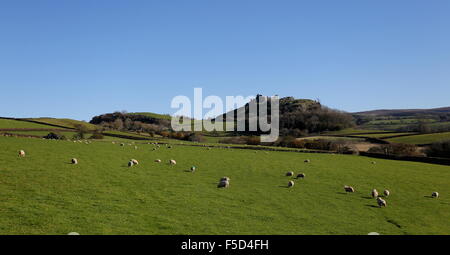 Trapp, UK. Monday 2nd of November 2015  Sheep grazing in a field during unusually high temperature  at Carreg Cennen Castle in Trapp, Carmarthenshire, west Wales, UK. Credit:  D Legakis/Alamy Live News Stock Photo