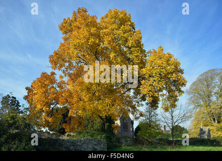 Shagbark Hickory Tree - Carya ovata Autumn Colours in Tortworth Church yard Stock Photo