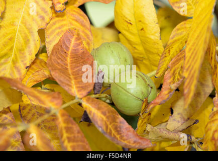 Shagbark Hickory Tree - Carya ovata Autumn Fruit Stock Photo