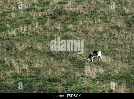 Cow grazes on hillside pasture, Madison, New York, USA Stock Photo