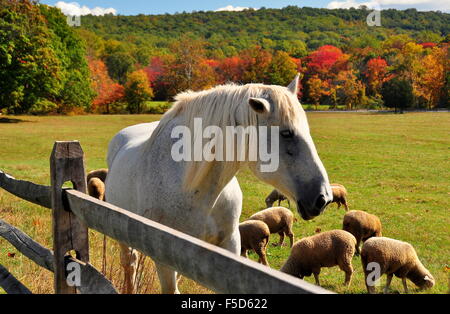 Hopewell Furnace, Pennsylvania :  A white horse in a pasture, grazing sheep, and colorful Autumn foliage * Stock Photo