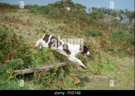 English springer spaniel jumping over a seat in the countryside Stock Photo