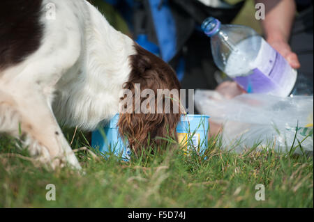 Springer spaniel drinking Stock Photo