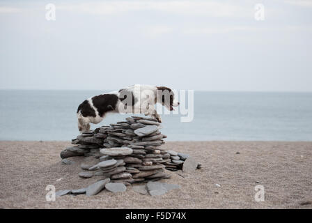 English springer spaniel jumping rock on a beach Stock Photo