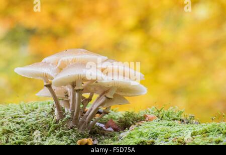 Porcelain fungi (Oudemansiella mucida) on moss, Hesse, Germany Stock Photo