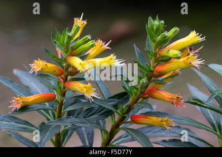 Autumn flowers of the long blooming tender perennial, Cuphea micropetala Stock Photo