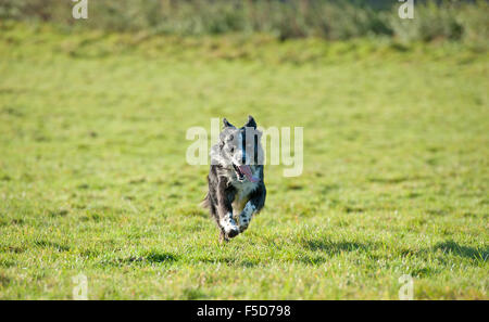 dog Stock Photo