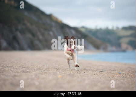 springer spaniel Stock Photo