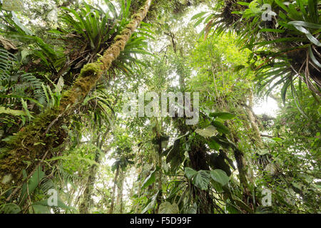 Epiphyte laden trees in humid cloudforest at 2,200m elevation on the Amazonian slopes of the Andes in Ecuador Stock Photo