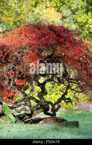 Acer Palmatum Dissectum. Japanese Maple in autumn at RHS Wisley Gardens, Surrey, England Stock Photo