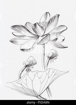 Lotus flower line art ink pen drawing. Original style Stock Photo - Alamy