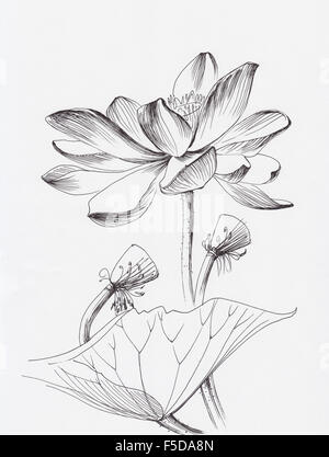 Lotus flower line art ink pen drawing. Original style. Stock Photo