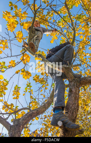Child Boy on Tree climbing, sunny day, blue sky Stock Photo
