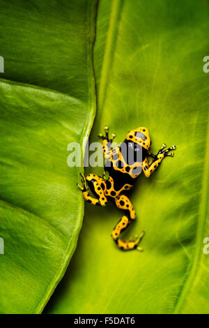 A yellow poison dart frog clinging to a leaf Stock Photo