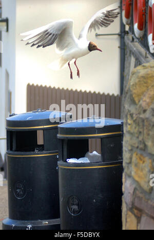 Seagull scavenging from urban litter bin Stock Photo