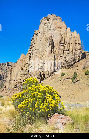 Bright yellow rabbit bush, also known as chamisa, in bloom in September in the Absaroka Mountains of western Wyoming. Stock Photo